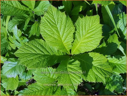 Rodgersia aesculifolia | Kastanjebladige astilbe, Schout-bij-nacht, Kijkblad | Kastanienbl&auml;ttriges Schaublatt