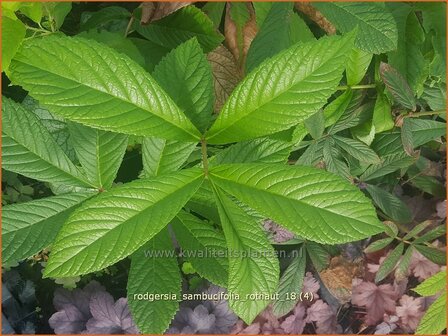 Rodgersia sambucifolia &amp;#39;Rothaut&amp;#39; | Schout-bij-nacht, Kijkblad | Holunderbl&auml;ttriges Schaublatt