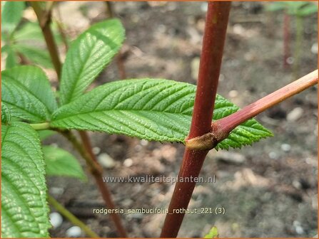 Rodgersia sambucifolia &amp;#39;Rothaut&amp;#39; | Schout-bij-nacht, Kijkblad | Holunderbl&auml;ttriges Schaublatt