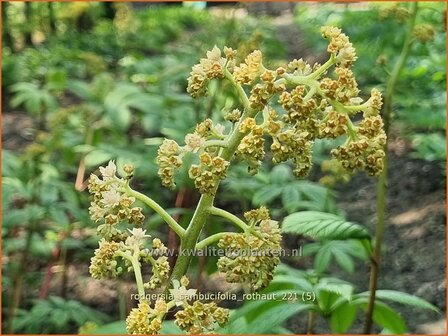 Rodgersia sambucifolia &amp;#39;Rothaut&amp;#39; | Schout-bij-nacht, Kijkblad | Holunderbl&auml;ttriges Schaublatt