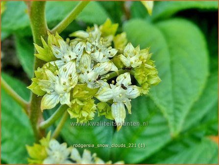 Rodgersia &amp;#39;Snow Clouds&amp;#39; | Schout-bij-nacht, Kijkblad | Schaublatt