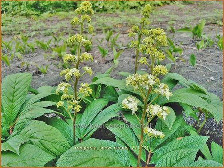 Rodgersia &amp;#39;Snow Clouds&amp;#39; | Schout-bij-nacht, Kijkblad | Schaublatt