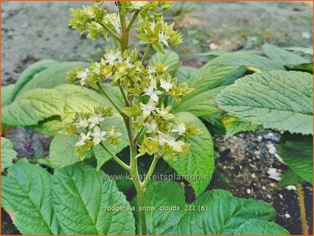 Rodgersia &amp;#39;Snow Clouds&amp;#39; | Schout-bij-nacht, Kijkblad | Schaublatt