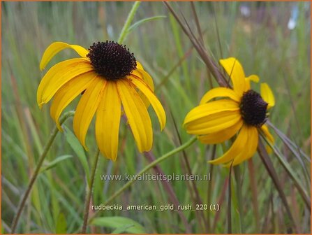 Rudbeckia &amp;#39;American Gold Rush&amp;#39;