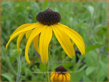 Rudbeckia &amp;#39;American Gold Rush&amp;#39; | Zonnehoed | Sonnenhut