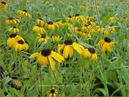 Rudbeckia &amp;#39;American Gold Rush&amp;#39; | Zonnehoed | Sonnenhut