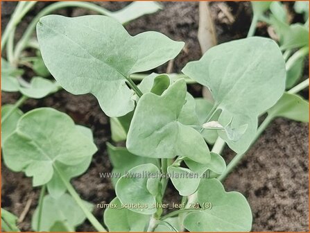 Rumex scutatus &amp;#39;Silver Leaf&amp;#39; | Spaanse zuring, Zuring | Schild-Ampfer