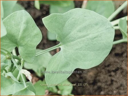 Rumex scutatus &amp;#39;Silver Leaf&amp;#39; | Spaanse zuring, Zuring | Schild-Ampfer