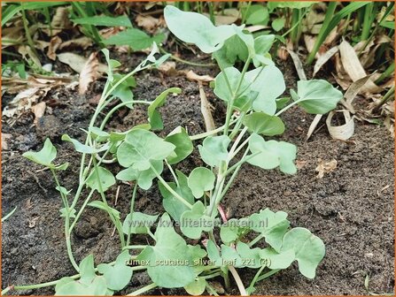 Rumex scutatus &amp;#39;Silver Leaf&amp;#39; | Spaanse zuring, Zuring | Schild-Ampfer