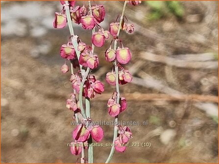 Rumex scutatus &amp;#39;Silver Leaf&amp;#39; | Spaanse zuring, Zuring | Schild-Ampfer