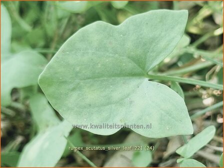 Rumex scutatus &amp;#39;Silver Leaf&amp;#39; | Spaanse zuring, Zuring | Schild-Ampfer