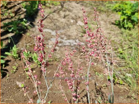 Rumex scutatus &amp;#39;Silver Leaf&amp;#39; | Spaanse zuring, Zuring | Schild-Ampfer