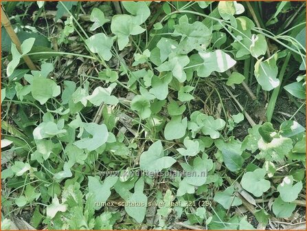 Rumex scutatus &amp;#39;Silver Leaf&amp;#39; | Spaanse zuring, Zuring | Schild-Ampfer