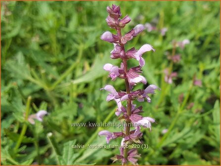 Salvia &#039;Feathers Flamingo&#039; | Salie, Salvia | Salbei