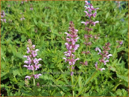 Salvia &#039;Feathers Flamingo&#039; | Salie, Salvia | Salbei