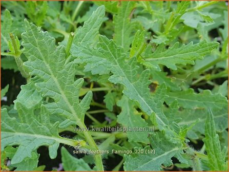 Salvia &#039;Feathers Flamingo&#039; | Salie, Salvia | Salbei