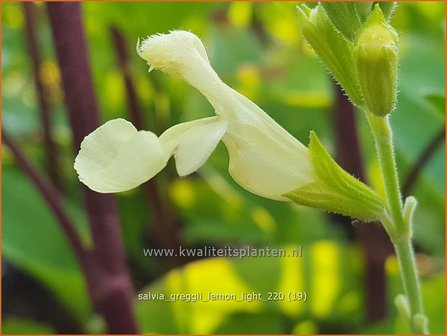 Salvia greggii &amp;#39;Lemon Light&amp;#39; | Herfstsalie, Salie, Salvia | Herbst-Strauch-Salbei