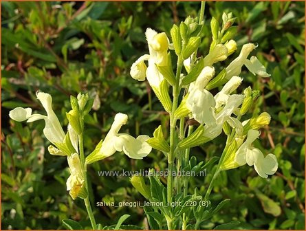 Salvia greggii &amp;#39;Lemon Light&amp;#39; | Herfstsalie, Salie, Salvia | Herbst-Strauch-Salbei