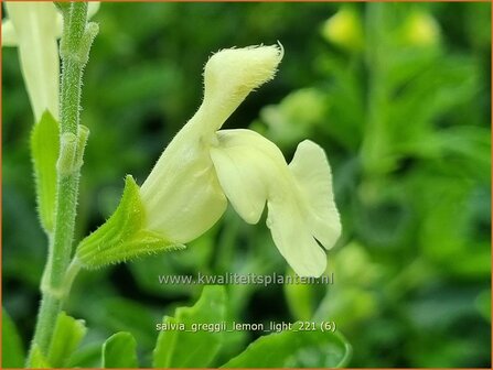 Salvia greggii &amp;#39;Lemon Light&amp;#39; | Herfstsalie, Salie, Salvia | Herbst-Strauch-Salbei