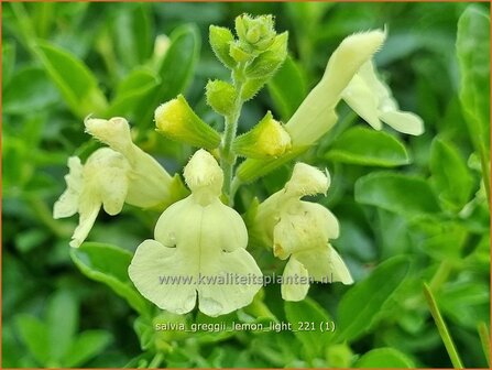 Salvia greggii &amp;#39;Lemon Light&amp;#39;