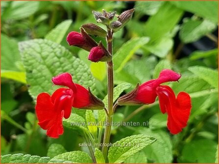 Salvia microphylla | Salie, Salvia | Johannisbeersalbei