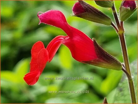 Salvia microphylla | Salie, Salvia | Johannisbeersalbei