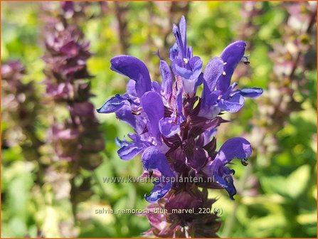 Salvia nemorosa &#039;Blue Marvel&#039; | Bossalie, Salie, Salvia | Steppensalbei