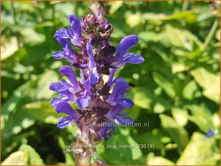 Salvia nemorosa &#039;Blue Marvel&#039; | Bossalie, Salie, Salvia | Steppensalbei