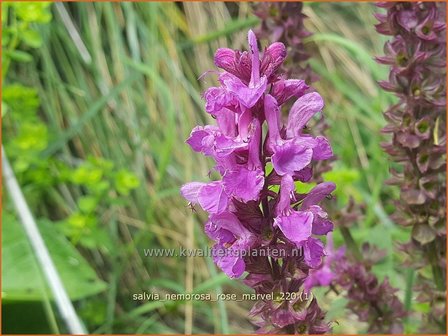 Salvia nemorosa &amp;#39;Rose Marvel&amp;#39; | Bossalie, Salie, Salvia | Steppensalbei