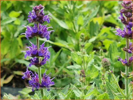 Salvia nemorosa &amp;#39;Sensation Medium Deep Blue&amp;#39; | Bossalie, Salie, Salvia | Steppensalbei