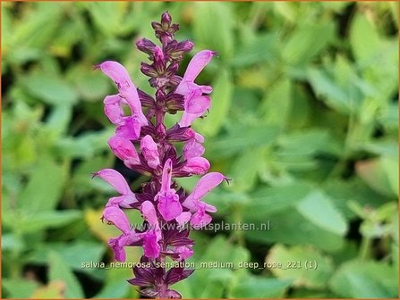 Salvia nemorosa &amp;#39;Sensation Medium Deep Rose&amp;#39; | Bossalie, Salie, Salvia | Steppensalbei