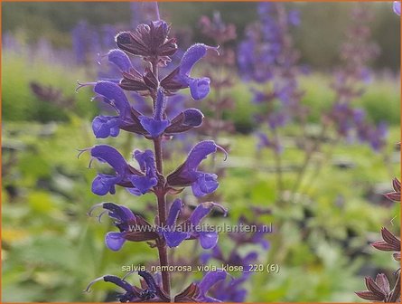 Salvia nemorosa &amp;#39;Viola Klose&amp;#39; | Bossalie, Salie, Salvia | Steppensalbei