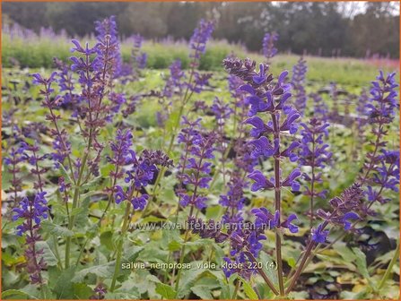 Salvia nemorosa &amp;#39;Viola Klose&amp;#39; | Bossalie, Salie, Salvia | Steppensalbei