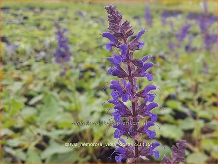 Salvia nemorosa &amp;#39;Viola Klose&amp;#39; | Bossalie, Salie, Salvia | Steppensalbei