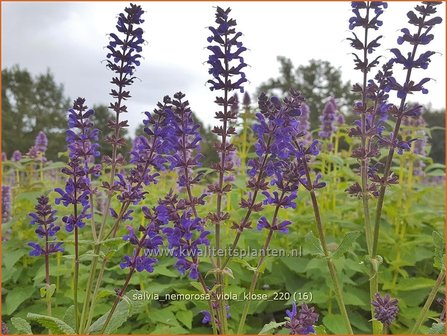 Salvia nemorosa &amp;#39;Viola Klose&amp;#39; | Bossalie, Salie, Salvia | Steppensalbei