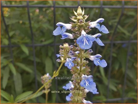 Salvia uliginosa | Salie, Salvia | Moor-Salbei