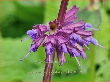 Salvia verticillata &amp;#39;Smouldering Torches&amp;#39; | Kranssalie, Salie, Salvia | Quirlbl&uuml;tiger Salbei