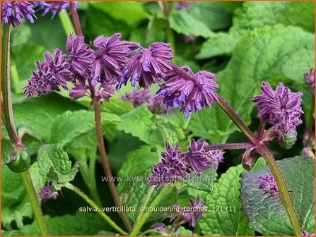 Salvia verticillata &amp;#39;Smouldering Torches&amp;#39; | Kranssalie, Salie, Salvia | Quirlbl&uuml;tiger Salbei