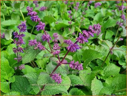 Salvia verticillata &amp;#39;Smouldering Torches&amp;#39; | Kranssalie, Salie, Salvia | Quirlbl&uuml;tiger Salbei