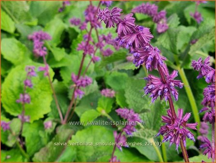 Salvia verticillata &amp;#39;Smouldering Torches&amp;#39; | Kranssalie, Salie, Salvia | Quirlbl&uuml;tiger Salbei