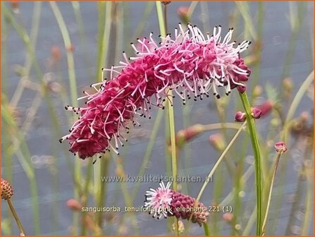 Sanguisorba tenuifolia &amp;#39;Pink Elephant&amp;#39; | Hoge pimpernel, Sorbenkruid, Pimpernel | Hoher Wiesenknopf