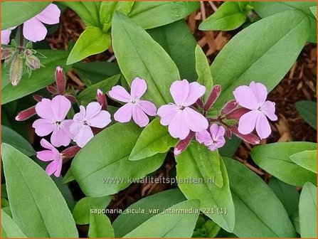 Saponaria sicula var. intermedia | Zeepkruid | Sommer-Seifenkraut