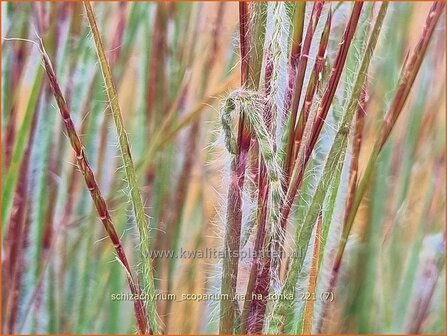 Schizachyrium scoparium &amp;#39;Ha Ha Tonka&amp;#39; | Klein prairiegras | Kleines Pr&auml;riegras