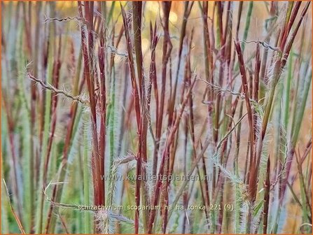 Schizachyrium scoparium &amp;#39;Ha Ha Tonka&amp;#39; | Klein prairiegras | Kleines Pr&auml;riegras