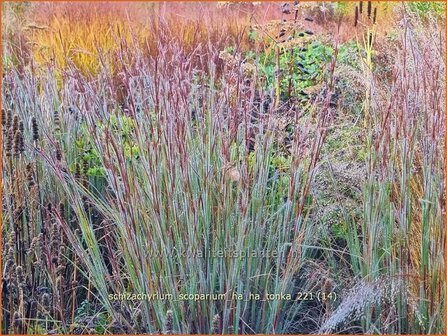 Schizachyrium scoparium &amp;#39;Ha Ha Tonka&amp;#39; | Klein prairiegras | Kleines Pr&auml;riegras