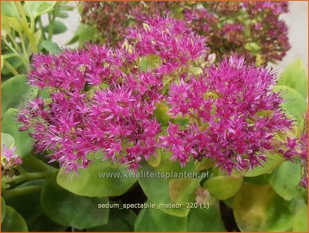 Sedum spectabile &amp;#39;Meteor&amp;#39; | Hemelsleutel, Vetkruid | Ansehnliches Fettblatt