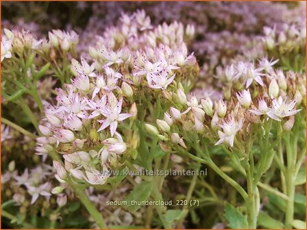 Sedum &amp;#39;Thundercloud&amp;#39; | Hemelsleutel, Vetkruid | Fettblatt