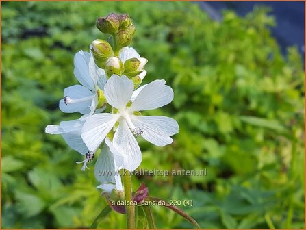 Sidalcea candida | Griekse malva, Prairiemalva | Wei&szlig;e Pr&auml;riemalve