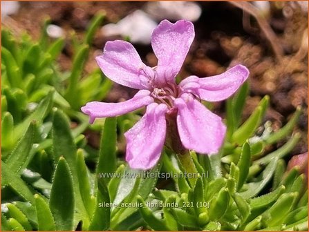 Silene acaulis &amp;#39;Floribunda&amp;#39; | Stengelloze silene, Lijmkruid | Kalk-PolsternelkeSilene acaulis &amp;#39;Floribun