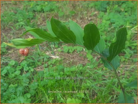 Smilacina racemosa | Valse salomonszegel, Troslelietje | Traubiges Duftsiegel